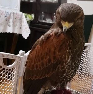 Meet your Posher, Edna